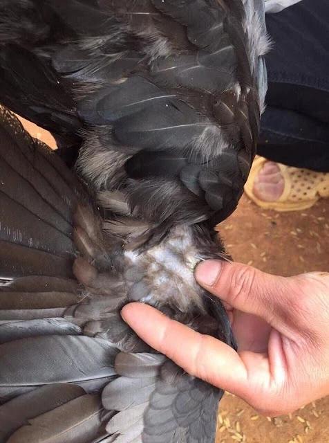 Con gà đen như nhúng nhựa đường có giá tới 45 triệu đồng/con-6