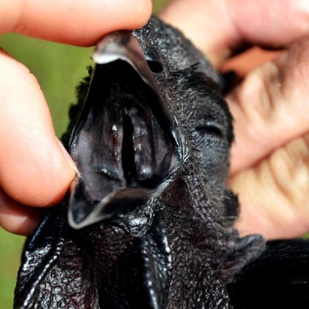 Con gà đen như nhúng nhựa đường có giá tới 45 triệu đồng/con-9