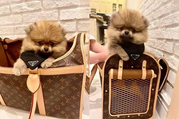 Đoàn Di Băng vô tình lộ nội y khi chơi với chó cưng 52 triệu-9