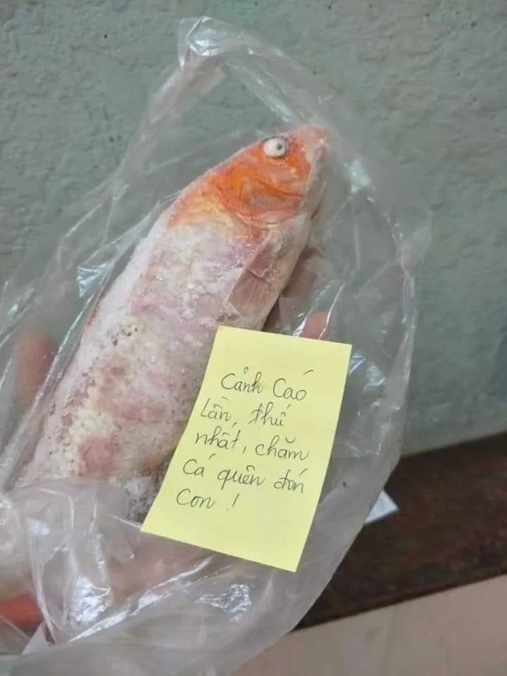 Khi chồng mê cá hơn vợ và cái kết tan nát cái nịt cũng chẳng còn-4