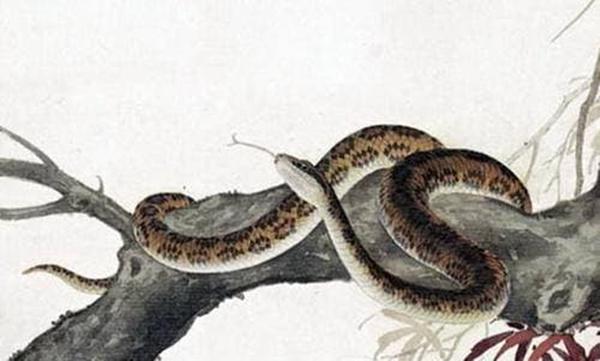 Tuổi Rắn sinh vào tháng 4 trời sinh giàu sang, không phải lo toan-1