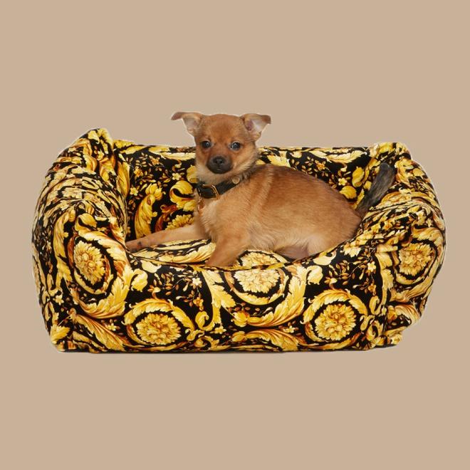 Đoàn Di Băng học Lâm Tâm Như, Lady Gaga đựng chó vào túi hiệu-10