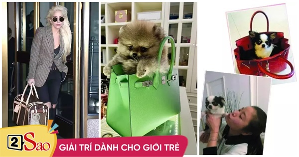 Doan Di Bang imitates Lam Tam Nhu, Lady Gaga puts a dog in a brand bag