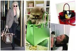 Đoàn Di Băng học Lâm Tâm Như, Lady Gaga đựng chó vào túi hiệu