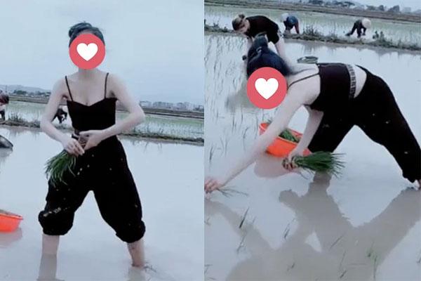 Going to plant rice in revealing clothes, the girl gave a shocking reason