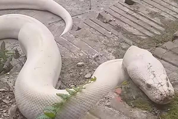 The truth about the giant white snake appearing in Ninh Binh