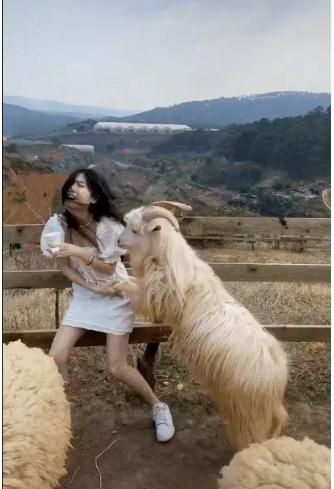 Pretty girls take pictures of wrestling sheep, the ending is both heartwarming and heartbreaking-2