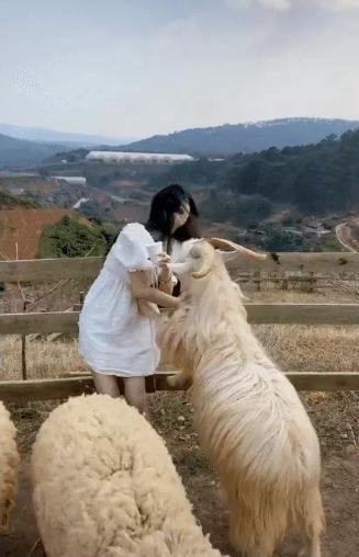 Pretty girls take pictures of wrestling sheep, the ending is both sad and heartbreaking-1
