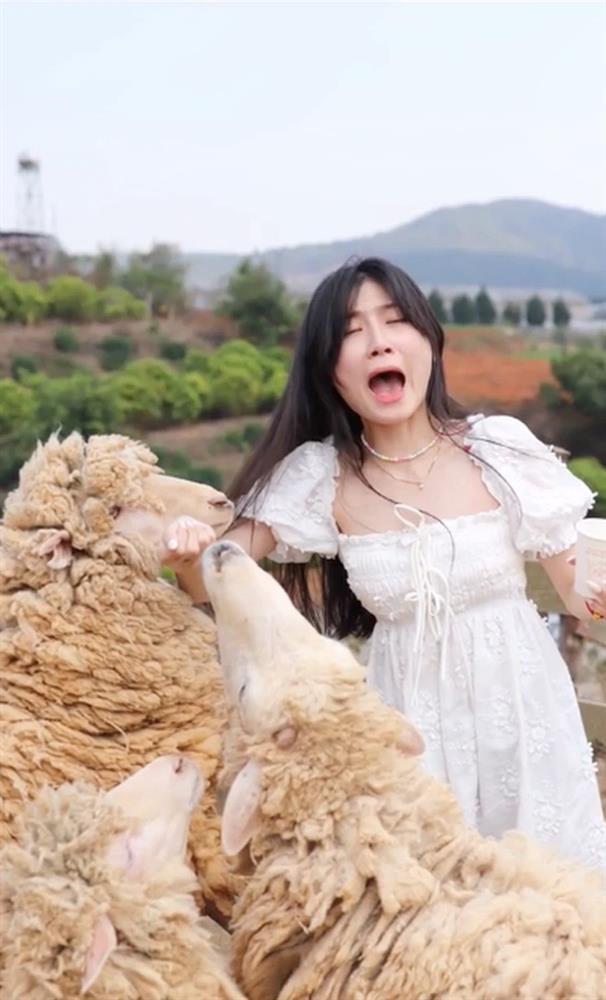 Pretty girls take pictures of wrestling sheep, the ending is both cute and heartbreaking-3