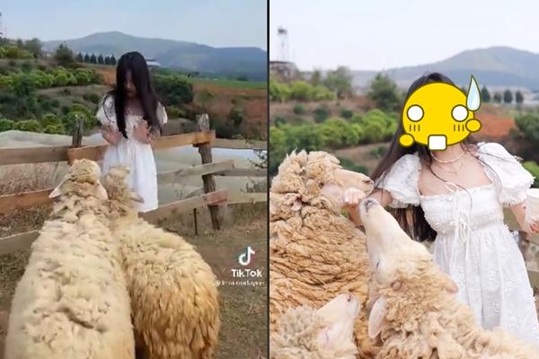 Màn lột xác tình cờ cực kỳ ngoạn mục của đàn cừu gây sốc-3