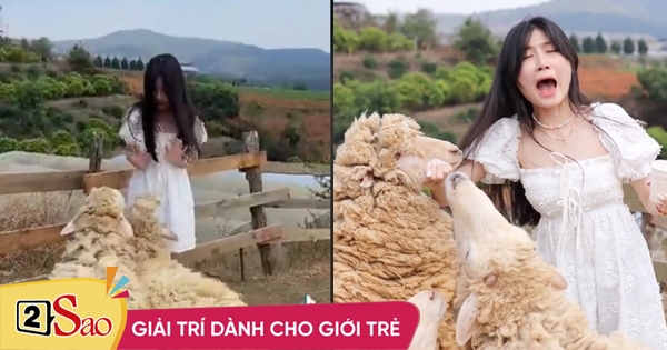Pretty girls take pictures with sheep and the ending is both cute and funny