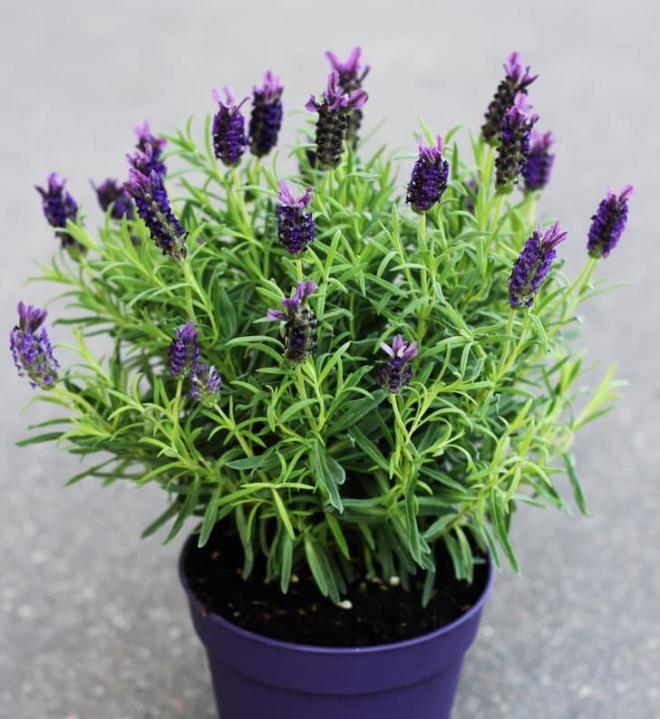 8 loại cây có siêu năng lực chữa bệnh, phong thủy trong nhà-3