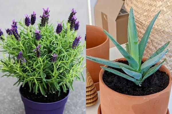 Đặc điểm ngôi nhà âm khí nặng, gia chủ liên tục hao tài tốn của-5