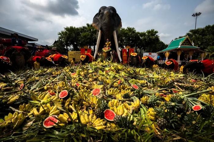 Thái Lan đãi tiệc buffet hàng tấn hoa quả cho gần 60 con voi-2