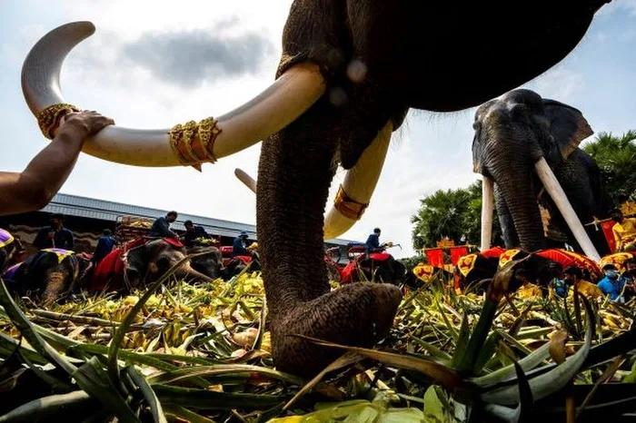 Thái Lan đãi tiệc buffet hàng tấn hoa quả cho gần 60 con voi-3