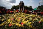 Thái Lan đãi tiệc buffet hàng tấn hoa quả cho gần 60 con voi