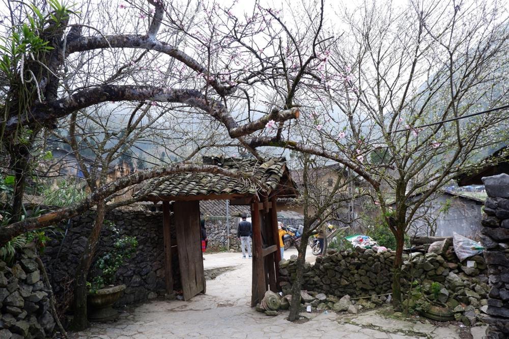 Nhà của Pao ngập trong sắc vàng hoa cải-3