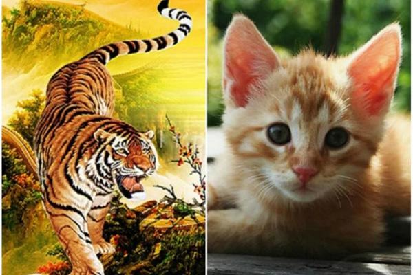 Tử vi hàng ngày 12 con giáp Chủ Nhật 20/3/2022: Giữ mồm giữ miệng!-5