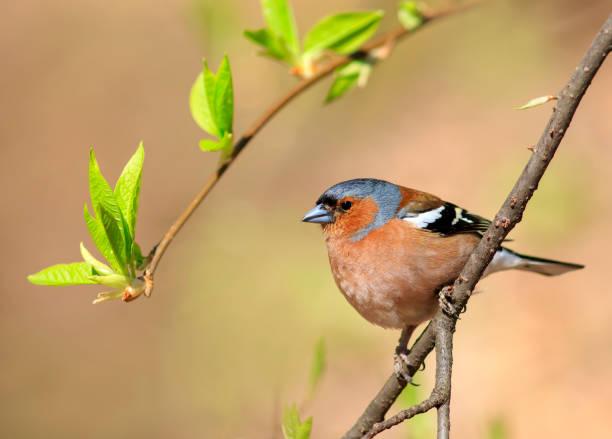 Sinh thời điểm Âm lịch này vận may dồn dập, tháng 3 tăng lương, tháng 4 đón lộc-3