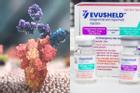 Bộ Y tế: Thuốc Evusheld không phải siêu vắc xin ngừa Covid-19