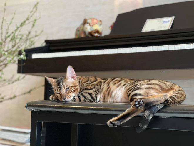 Ngắm căn nhà nghệ thuật của ca sĩ Uyên Linh-5