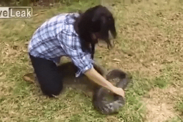 Clip: Vừa mở cửa nhà, ông chú bị rắn đớp thẳng vào mặt-1