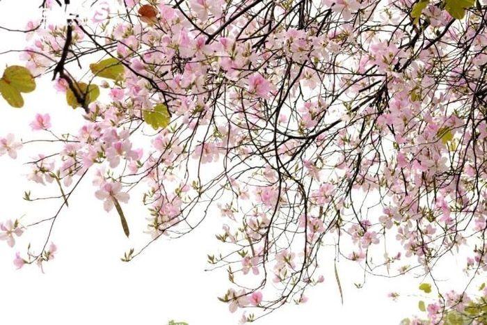 Đường hoa phong linh và những điểm check in sống ảo Hà Nội-4