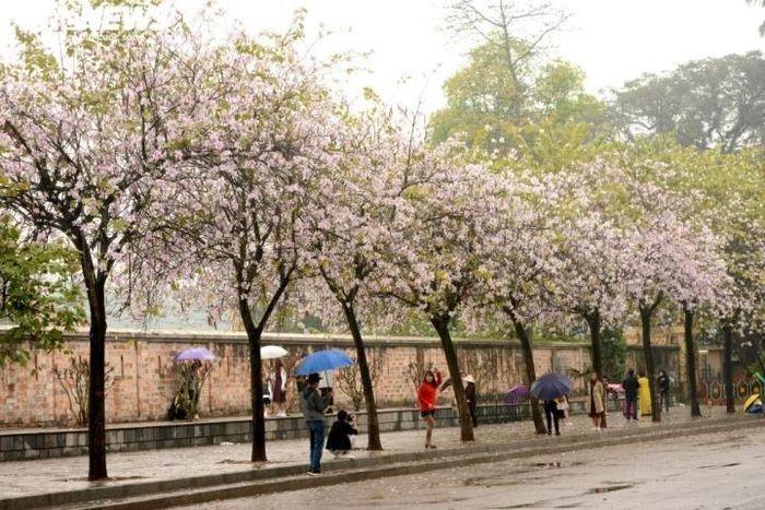 Đường hoa phong linh và những điểm check in sống ảo Hà Nội-6