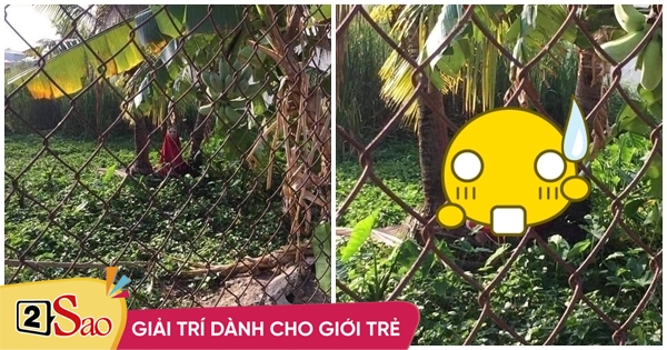 The banana garden appeared with a red shirt, and everyone looked at it closely