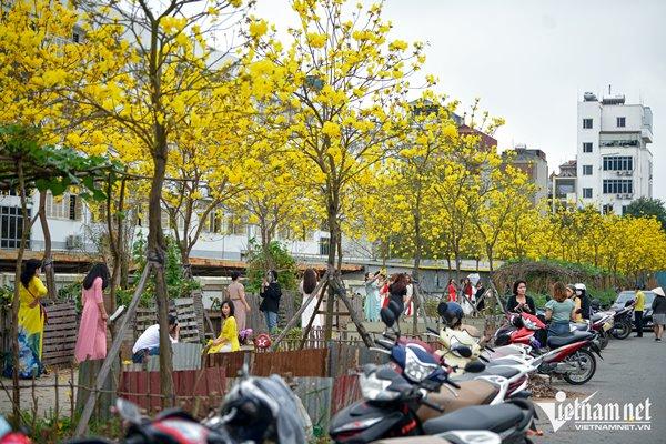 Tìm ra đường hoa vàng mới, chị em Hà thành hào hứng tháo giày, trèo rào săn ảnh-7