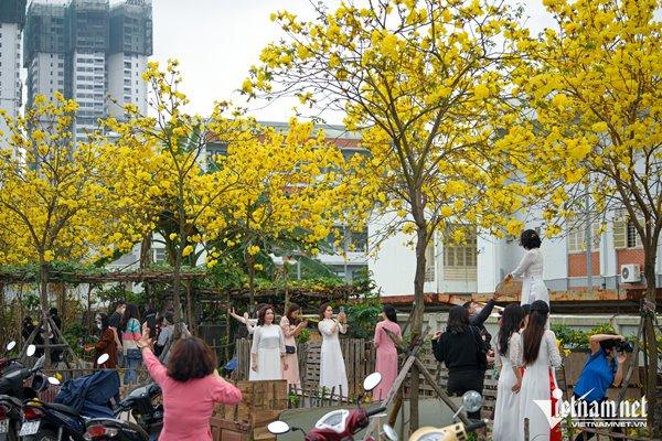 Tìm ra đường hoa vàng mới, chị em Hà thành hào hứng tháo giày, trèo rào săn ảnh-8