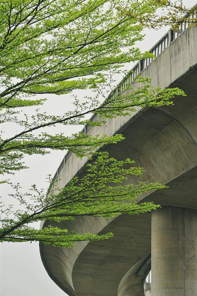 Hà Nội cựa mình chuyển mùa, sắc xanh ngợp trời hệt như phim Hàn-3