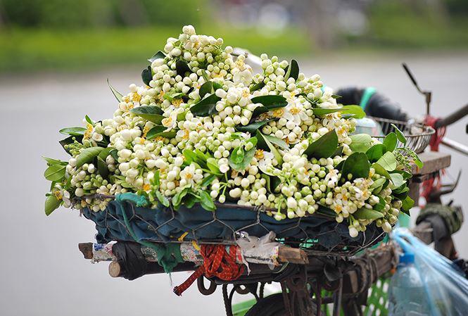 Hà Nội cựa mình chuyển mùa, sắc xanh ngợp trời hệt như phim Hàn-5