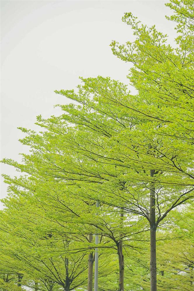 Hà Nội cựa mình chuyển mùa, sắc xanh ngợp trời hệt như phim Hàn-7