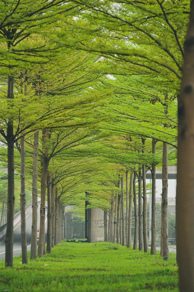 Hà Nội cựa mình chuyển mùa, sắc xanh ngợp trời hệt như phim Hàn-8