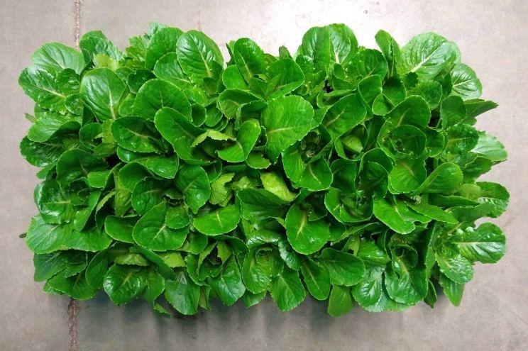 Rau diếp giúp phi hành gia khỏe hơn khi ở dài ngày trên sao Hỏa-2