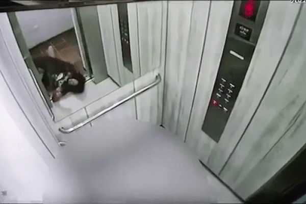 Clip: Cô gái bị chó pitbull tấn công dữ dội, kéo lê vào thang máy