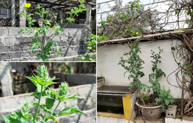 Người đàn ông 60 tuổi trồng hơn 200 cây thuốc phiện trong nhà chữa bệnh-1