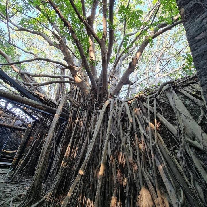 The 200-year-old magical tree house attracts tourists-3