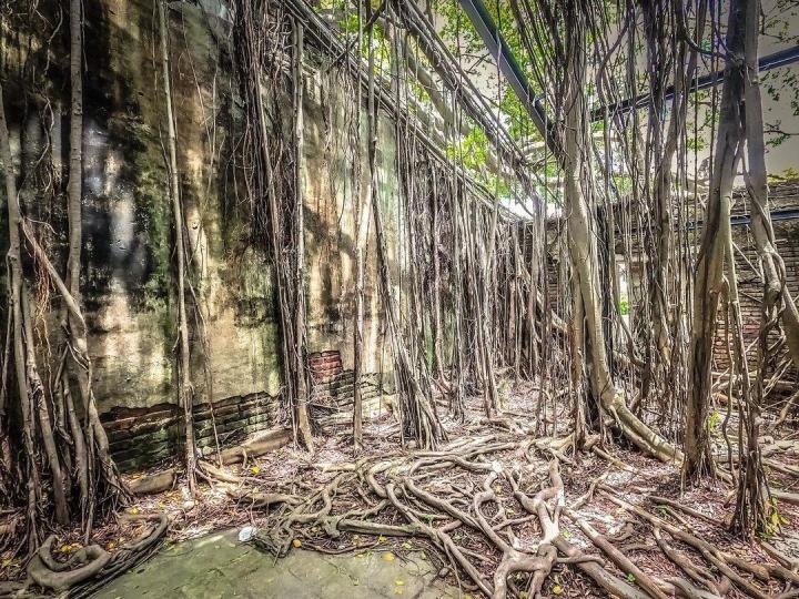 The 200-year-old magical tree house attracts tourists-4