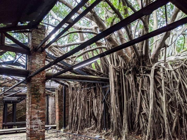 The 200-year-old magical tree house attracts tourists-5