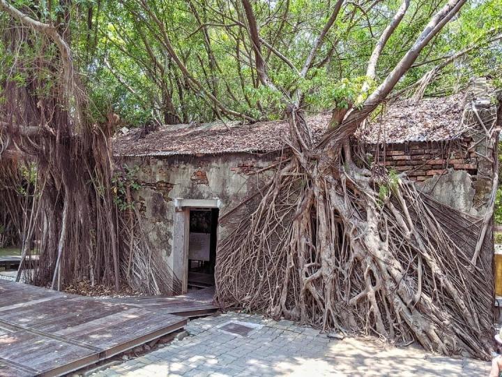 The 200-year-old magical tree house attracts tourists-10