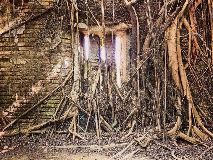 Ngôi nhà cây 200 tuổi ma mị thu hút du khách-6