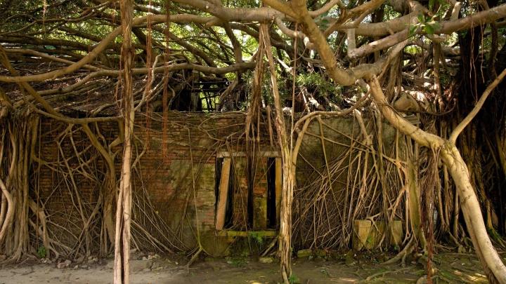 The 200-year-old magical tree house attracts tourists-7