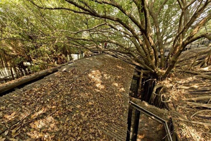 Ngôi nhà cây 200 tuổi ma mị thu hút du khách-8