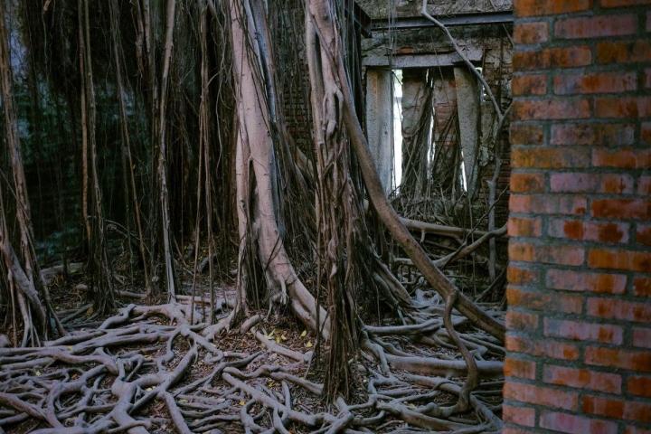 Ngôi nhà cây 200 tuổi ma mị thu hút du khách-9