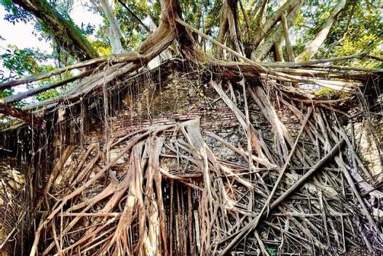 Ngôi nhà cây 200 tuổi ma mị thu hút du khách