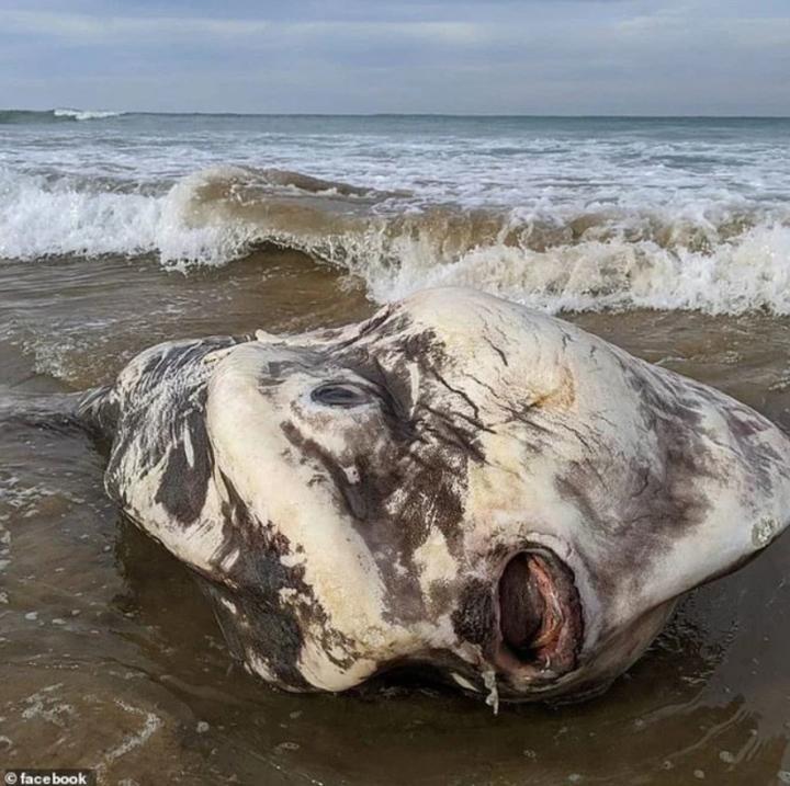 Creature washed ashore looks like an alien monster-1