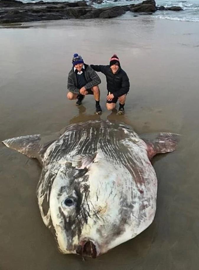 Creature washed ashore looks like an alien monster-2