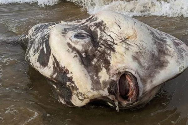 Creature washed ashore looks like an alien monster